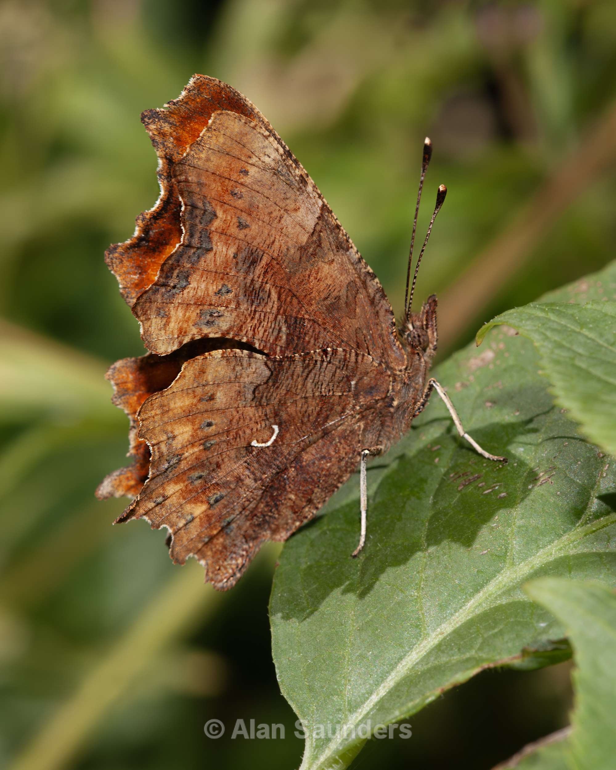 Comma 2
