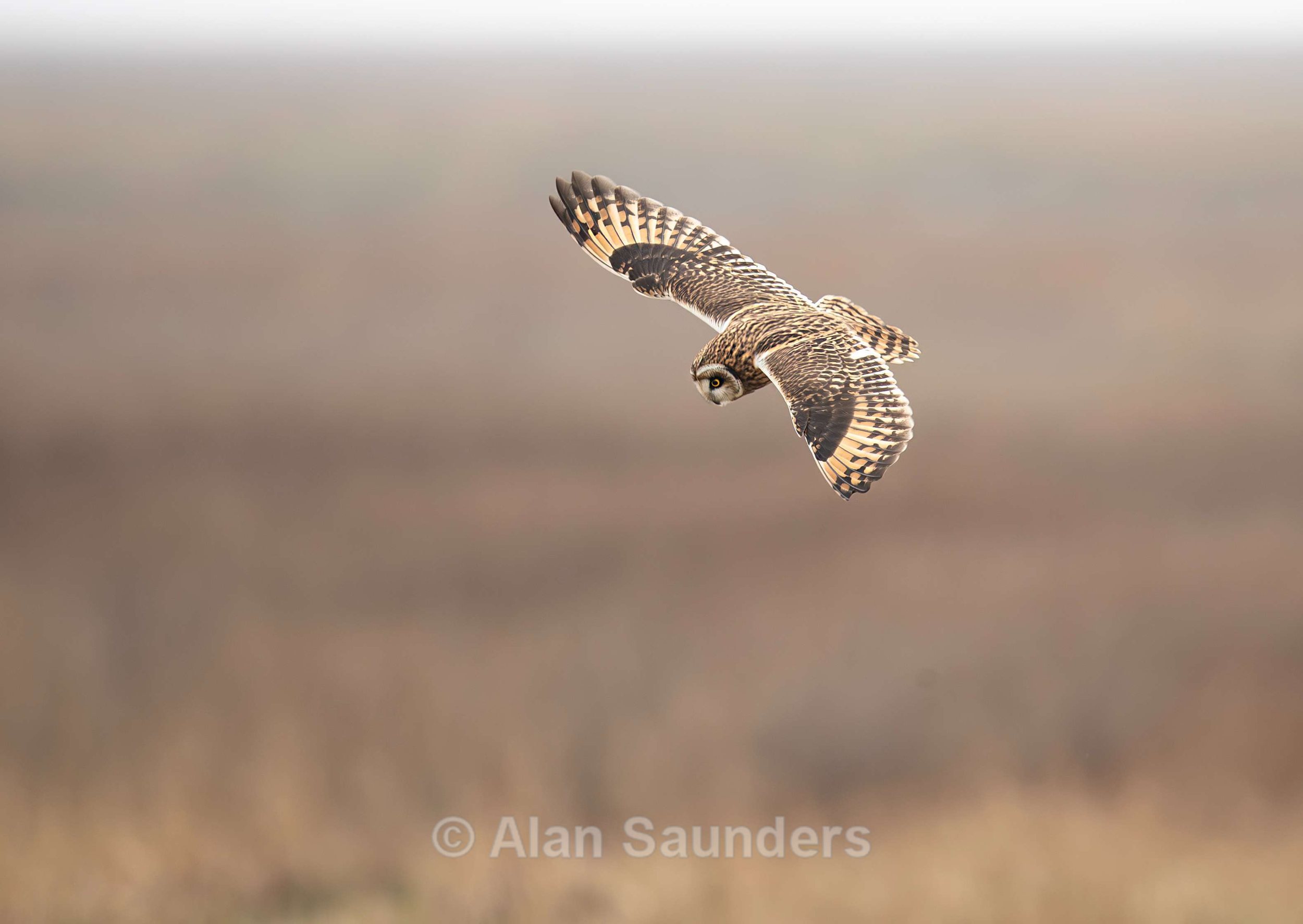 Short Eared Owl