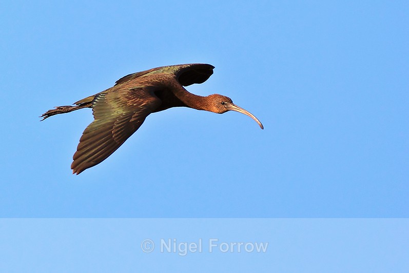 Glossy Ibis gliding in on landing approach - Glossy Ibis