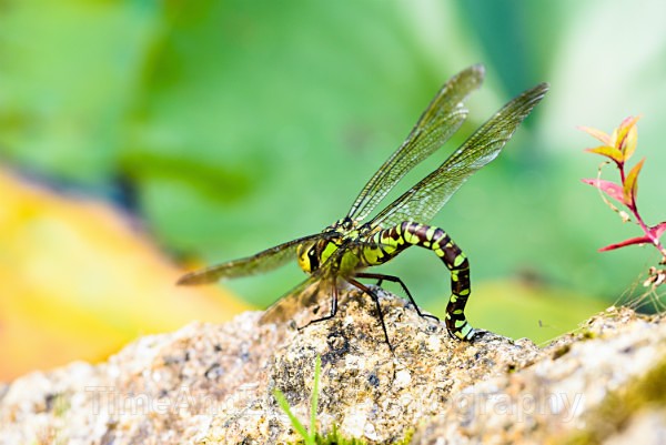 Female Southern hawker - Dragonflies & Damselflies