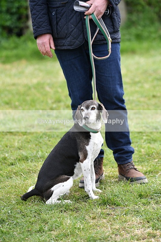 WJ5_0172 - Class 5 Best Veteran / 7 years & over