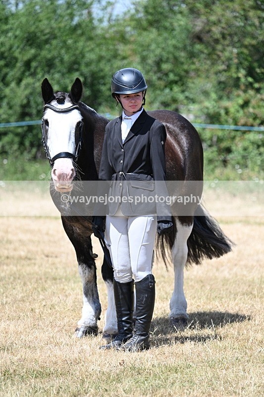 WJ7_2389 - Class 5a Most Handsome Gelding in hand (above 14.2hh)