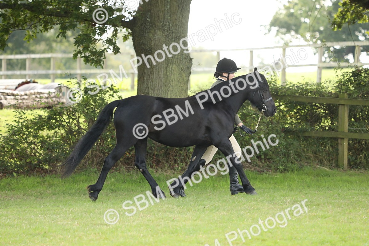 SBM_62720 - S46 - Mountain & Moorland In Hand Small Breeds