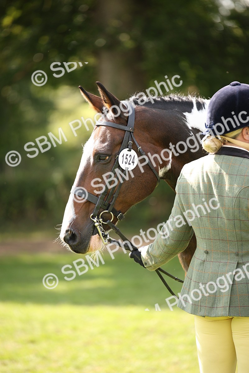 SBM_70115 - S65 - Piebald & Skewbald Horse Ridden