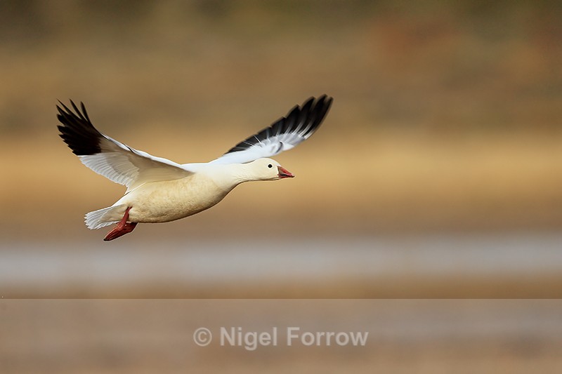Ross's Goose flying, Bosque del Apache, New Mexico - Ross's Goose