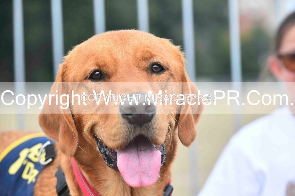 SH4_0126 - Dog show.
