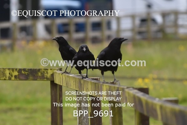 BPP_9691 - CLASS 21 SUN Junior 1.20m Open (Inc 148cm Restricted Open Championship Qualifier)