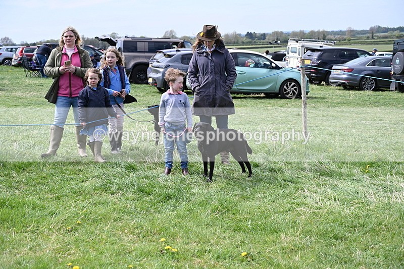 WJ6_8985 - Class 8 Best Working / Gun Dog or Bitch