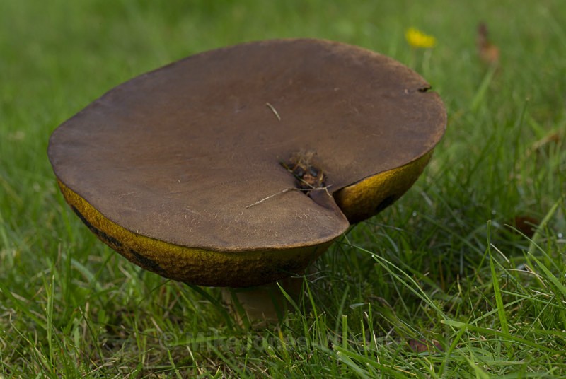 Fungi, Cholmondeley Castle, Cheshire - FUNGI (MUSHROOM) IMAGES