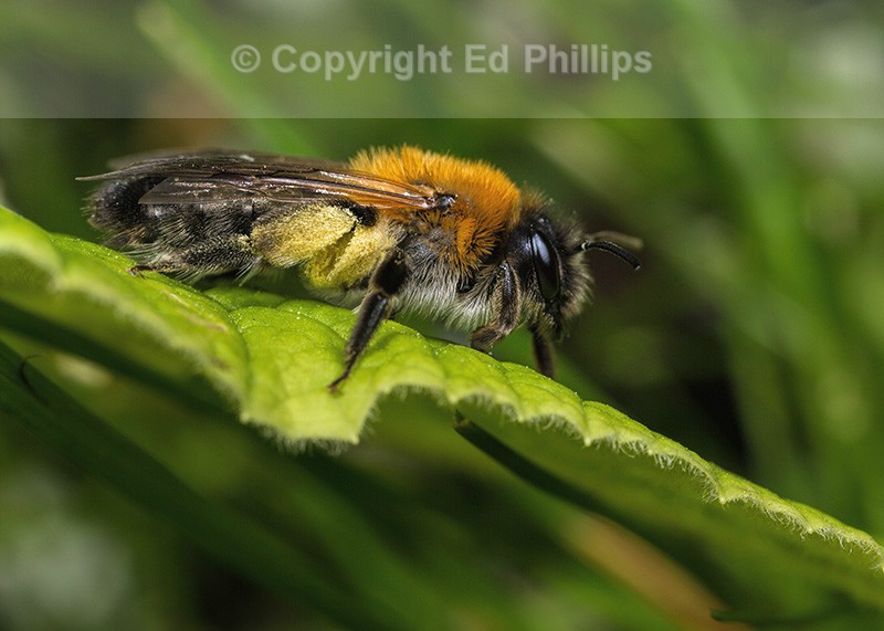 Andrena nitida (f)