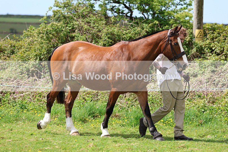 3E7A0439 - Class 20: Sports Horse