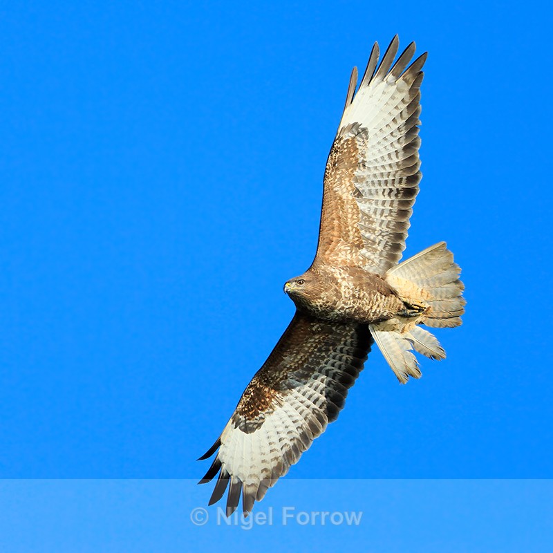 Buzzard in flight over Poole Harbour - Buzzard