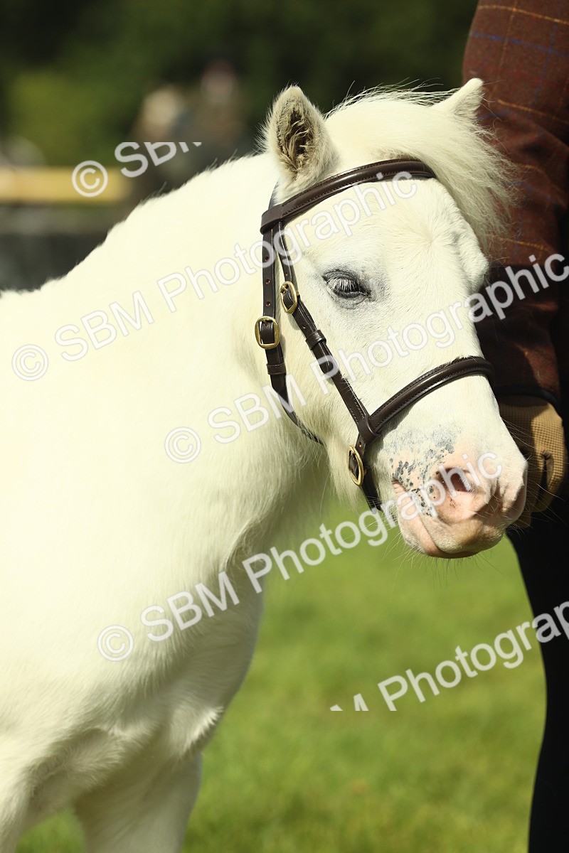 SBM_66683 - S34 - Rehabilitated Rescue Horse & Pony In Hand & Ridden