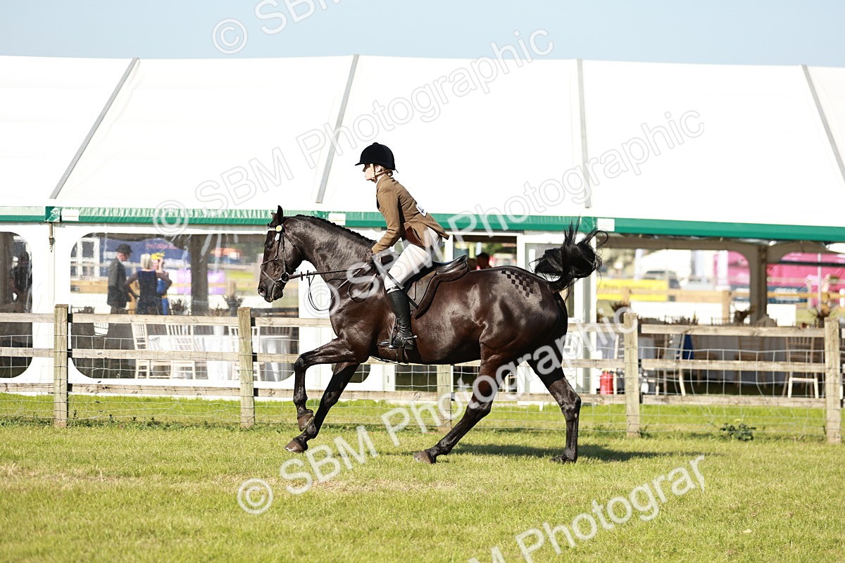 SBM_19259 - Class 115-116 - LIHS BSHA Rising Star Working Hunter & Show Horse
