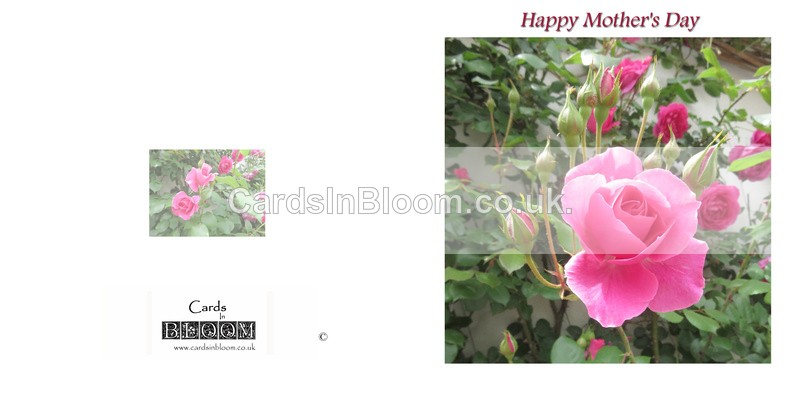 701 Roses Mother's Day - Mother's Day