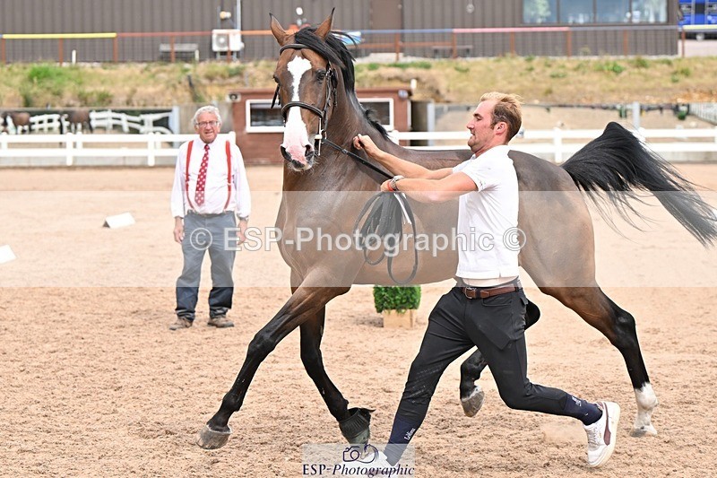 250716-161610-02541 - Trot Up 3.30 to 4.30