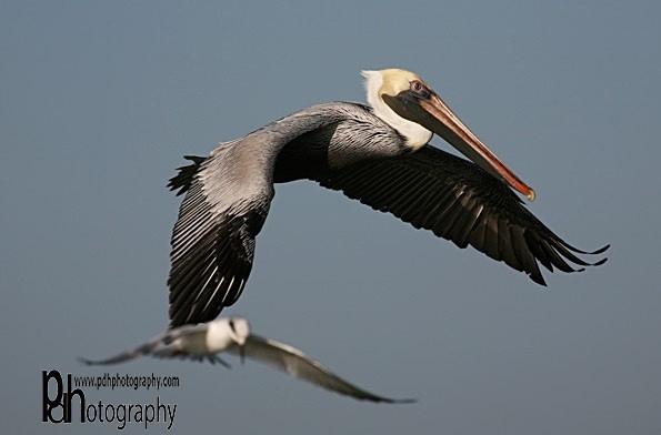 Pelican-flight-1-0652 - Natural World Birds