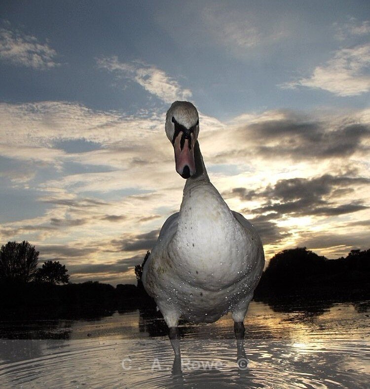 Swan in Dusk 1 - Photography