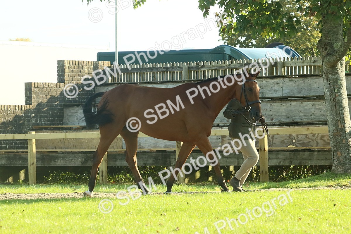 SBM_58558 - S37 - Starters In Hand Showing