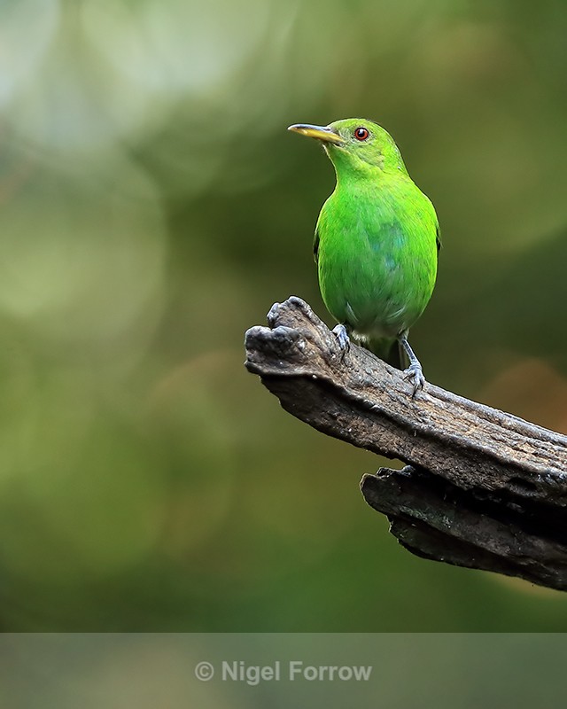 Green Honeycreeper (female) perched near feeder, Costa Rica - Green Honeycreeper