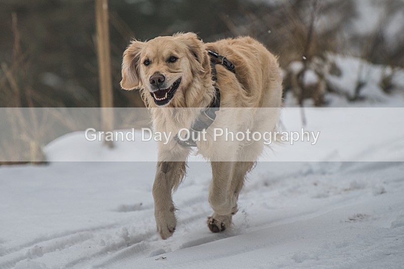 Glentress-275 - High Terrain Events Glentress 42, 21 & 10K Trail Races Sunday 15th February 2026