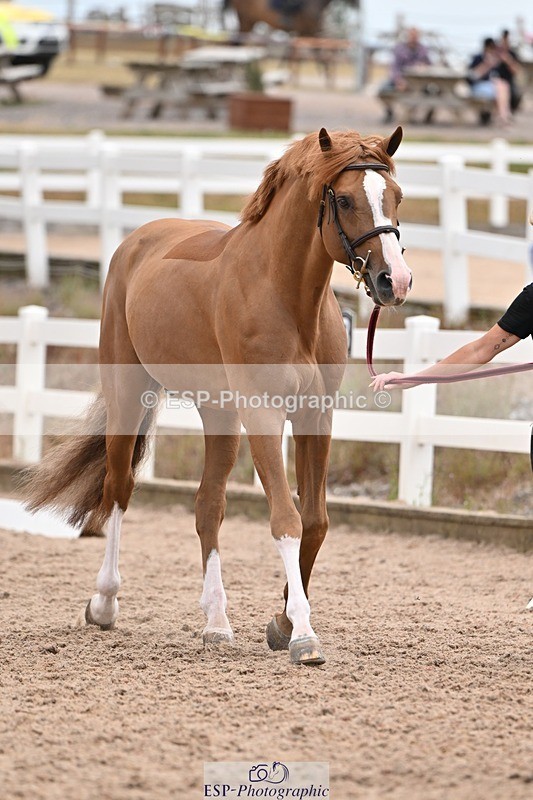 250716-155854-02310 - Trot Up 3.30 to 4.30