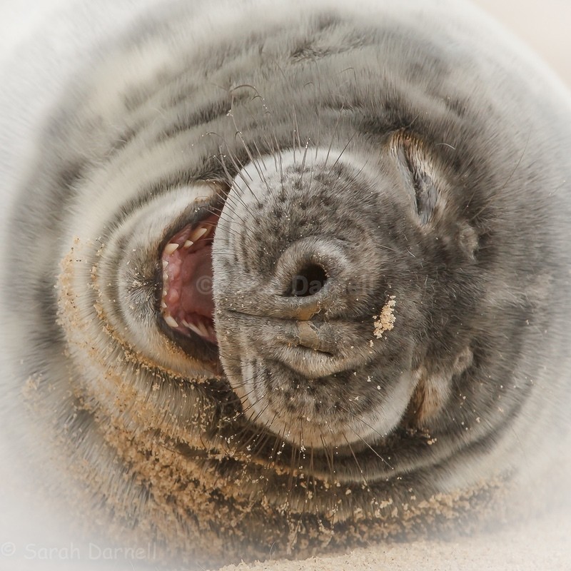 Happy Seal - Greeting Cards