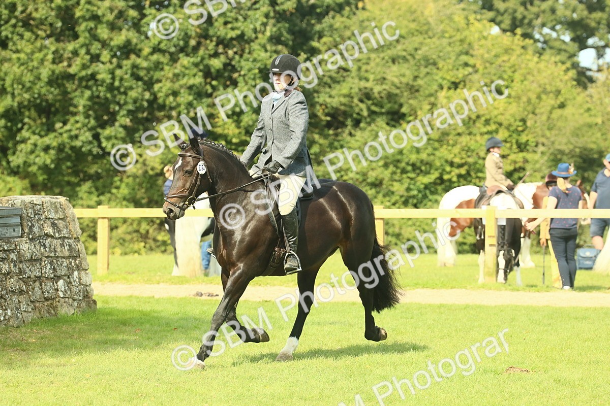 SBM_66657 - S34 - Rehabilitated Rescue Horse & Pony In Hand & Ridden