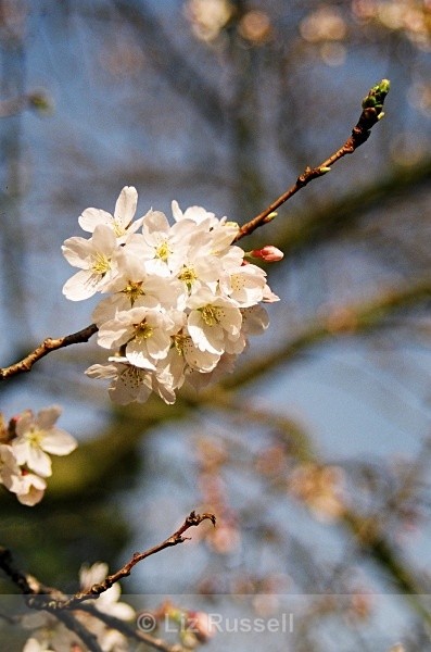 Apple blossom - Flora