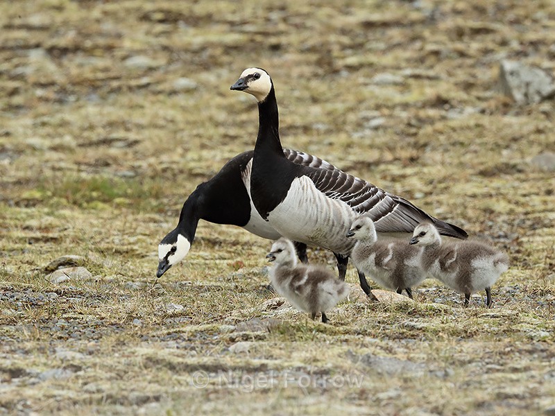 Barnacle Goose family, Jokulsarlon, Iceland - Barnacle Goose