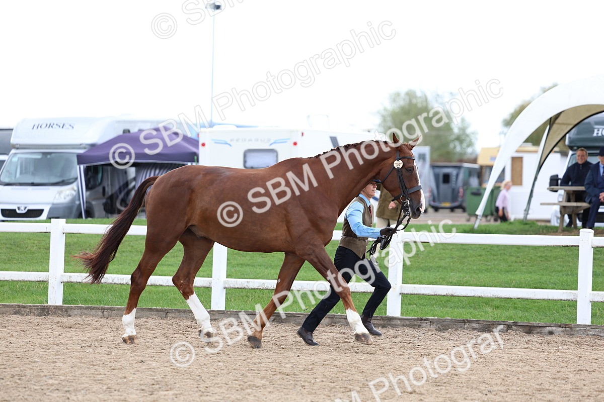 SBM_05037 - Class 27 - IH Competition Horse or Pony