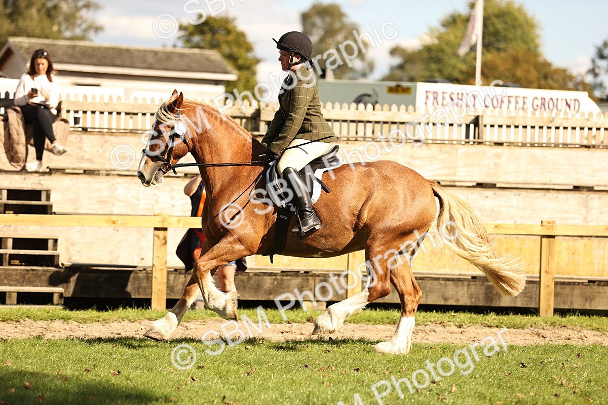 SBM_26408 - S6 - Novice & Newcomers Ridden Horse