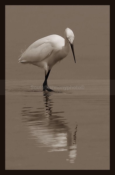 Harmony Of Nature - Art And Nature
