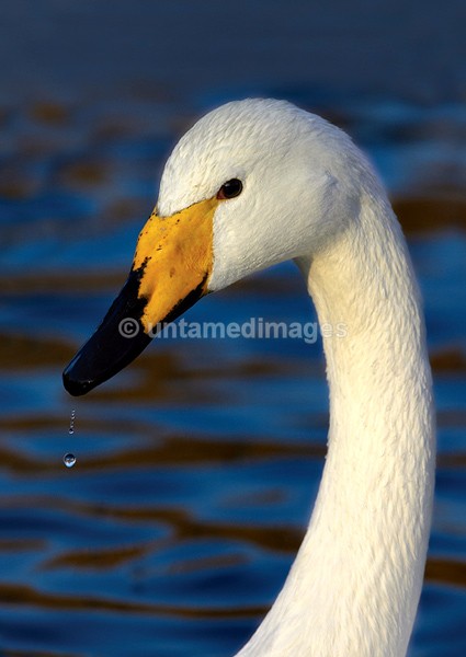 Whooper swan 1 - United Kingdom