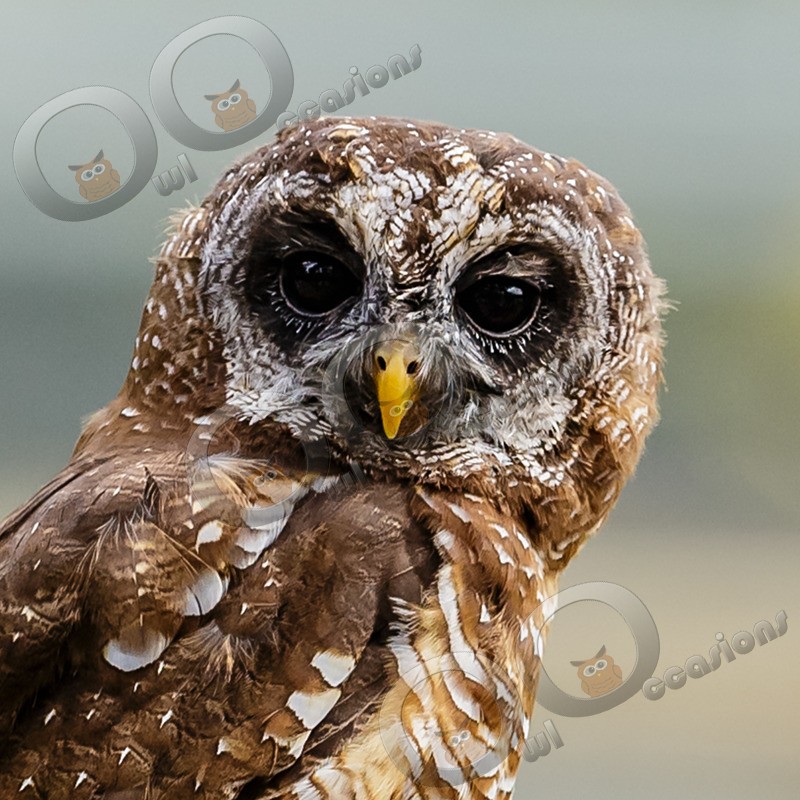 chaco owl Strix chacoensis-7825-2 - Owls of the World