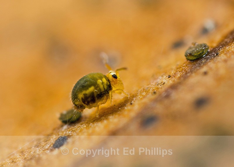 Sminthurinus aureus - Sminthurinus aureus
