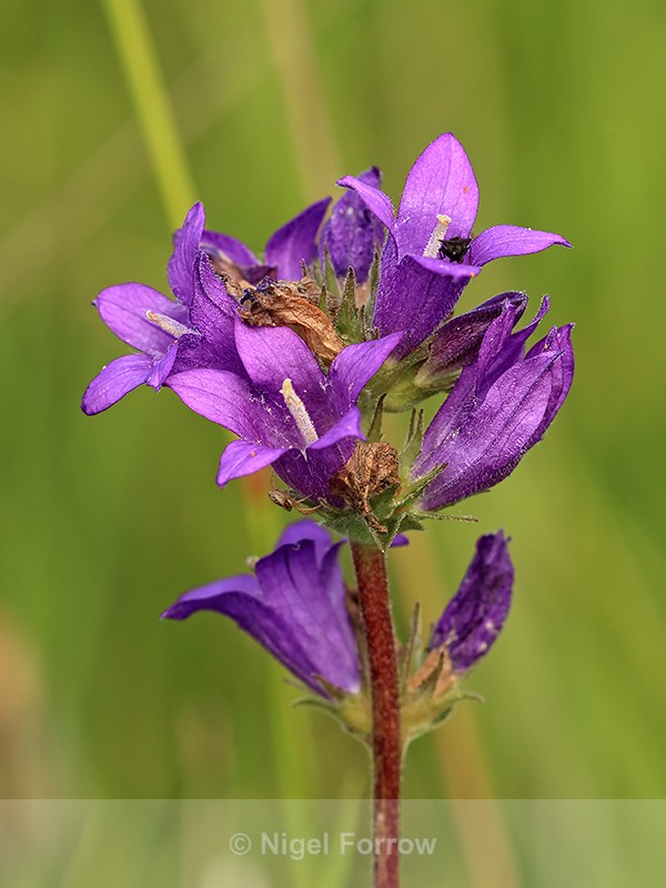 Clustered Bellflower, side view, Seven Barrows, Berkshire - PLANTS