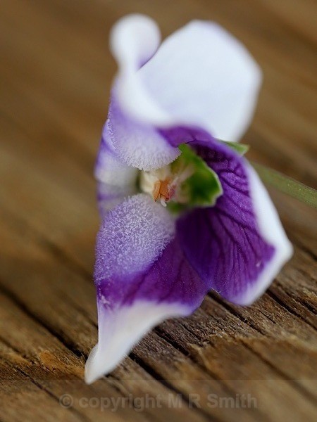 Sth African violet - MACRO & CLOSE UPS