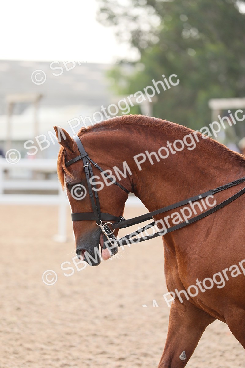 SBM_10063 - Class 302 Ridden M&M -Large Breeds