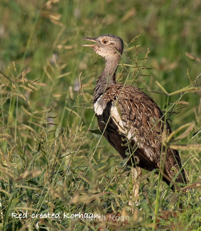  - South Africa Birds and Mammals