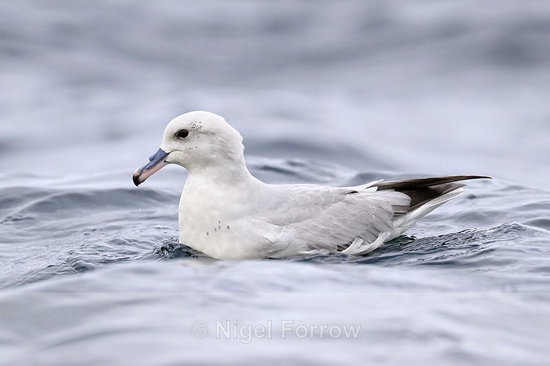 Southern Fulmar close side view at sea, South Africa - Southern Fulmar