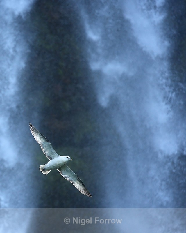 Fulmar in flight across waterfall, Seljalandsfoss, Iceland - Fulmar