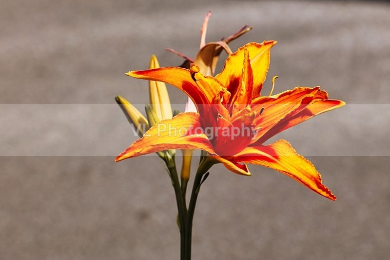 Orange flower - Plants and Trees