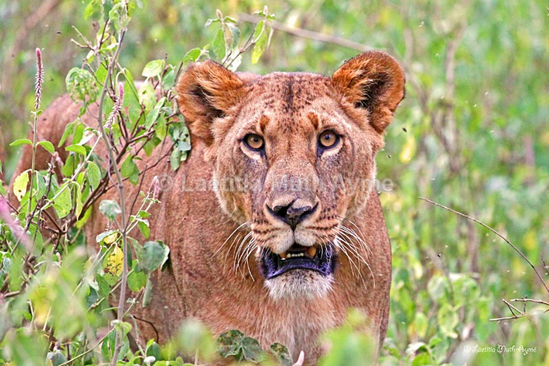 IMG_0620 Nakuru - Lions