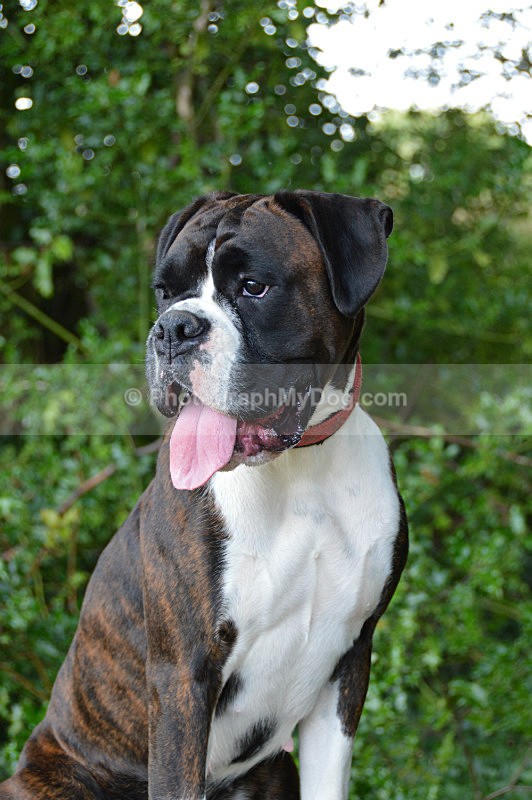  - Boxers
