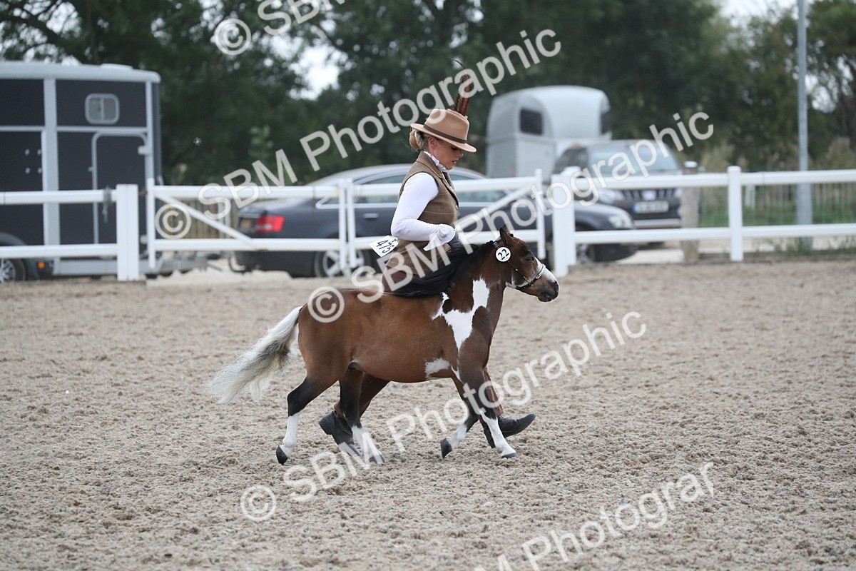 SBM_18026 - Class 317 IH Pure bred Horse/Pony