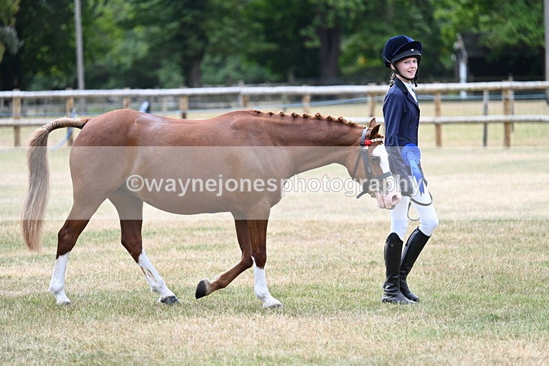WJ7_2127 - Prettiest Mare Champs