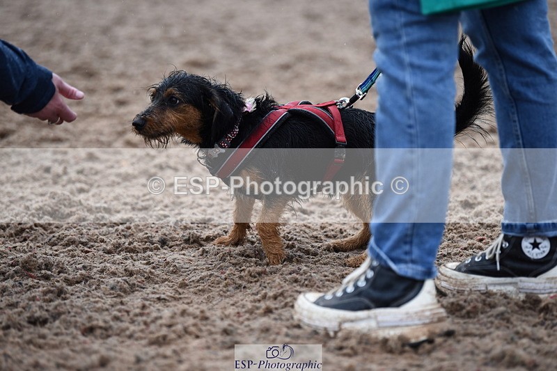 240518A-132804-01304 - Cls 8 Dog the judge would most like to take home