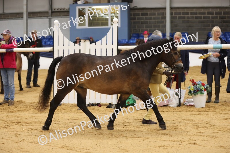 20260913-1106 - Class 110 - Bred In Other In Hand