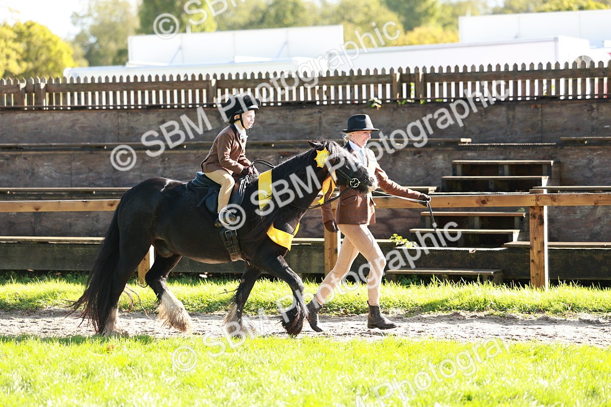 SBM_42111 - S32 - Mountain & Moorland Working Hunter Pony